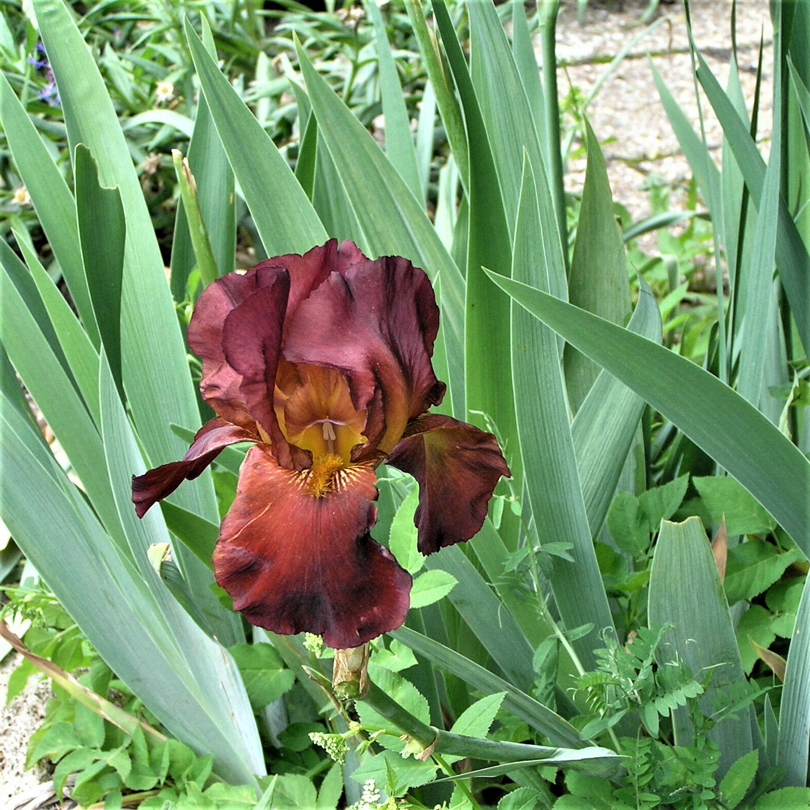 Un iris du jardin