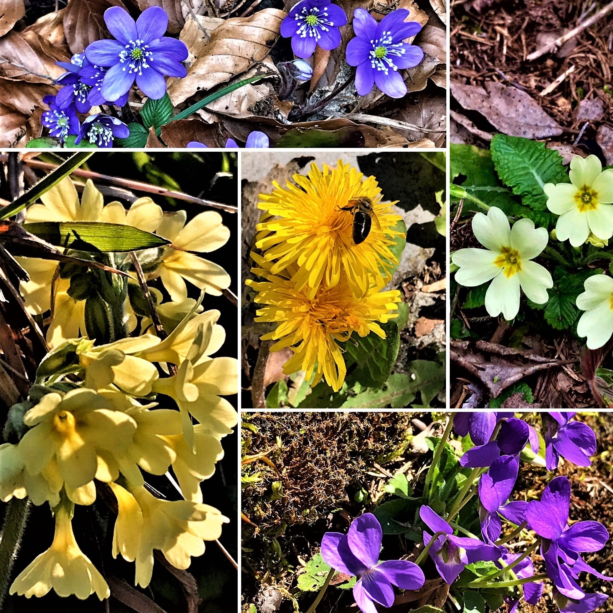 Fleurs des champs collage