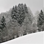 snow field and winter trees