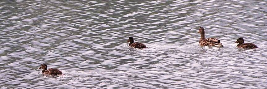 Ducks on a lake, by MichSzek