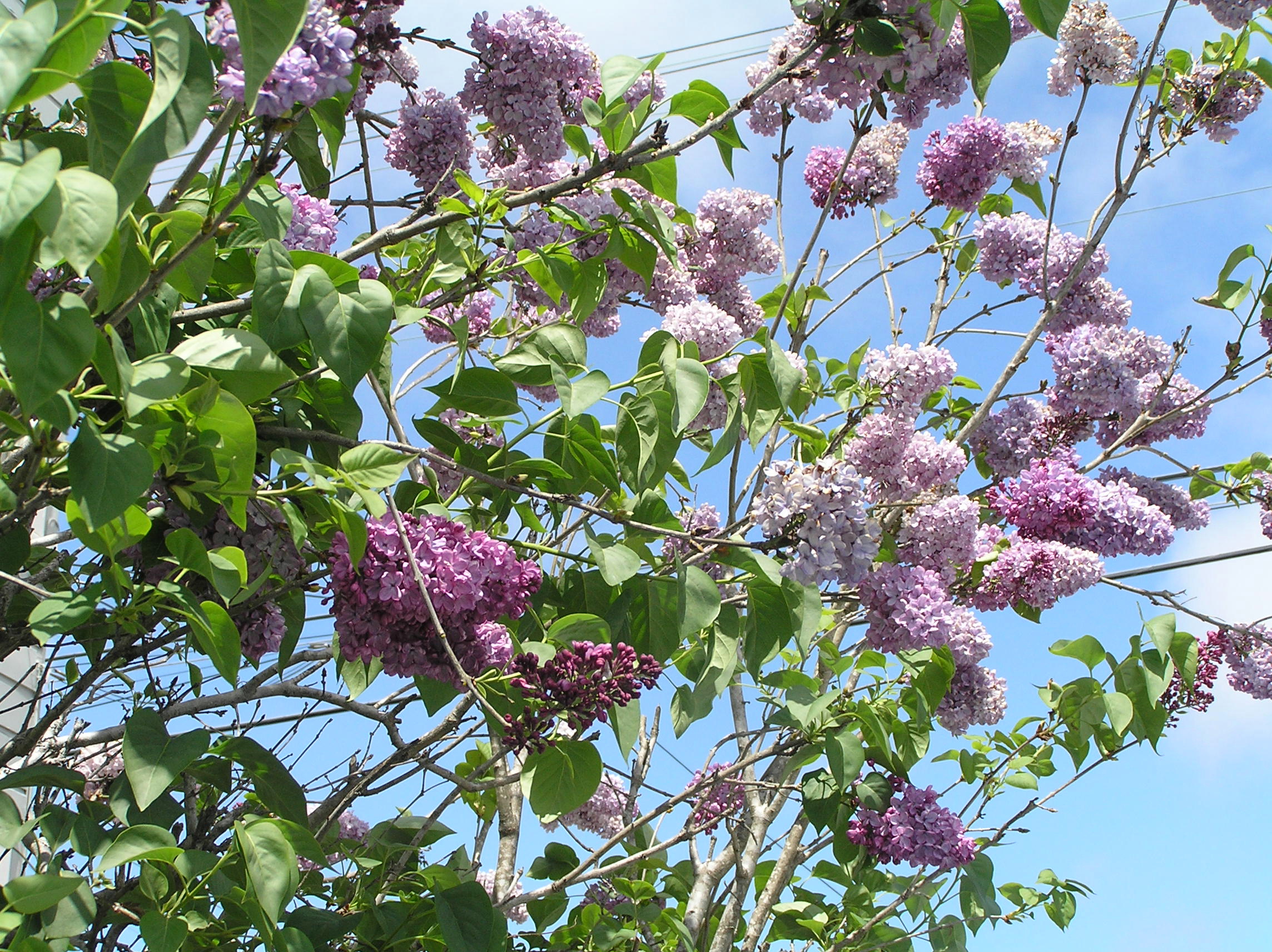 l'espoir du printemps