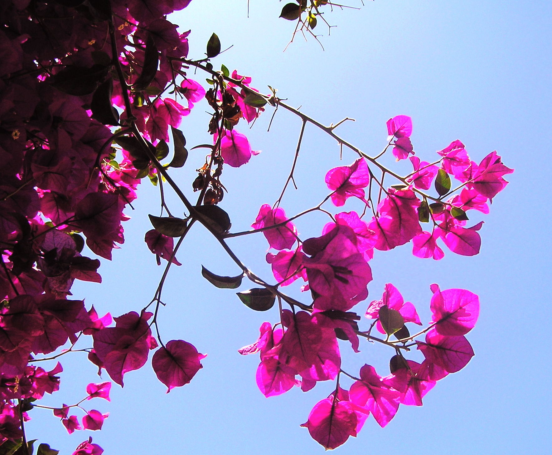 Spring flowers in full bloom