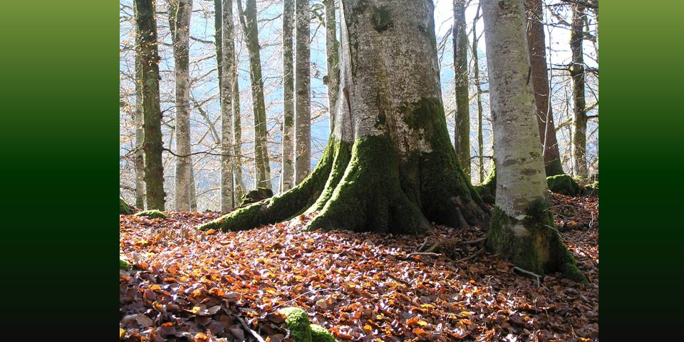 Autumn 1 photo by Michele Szekely