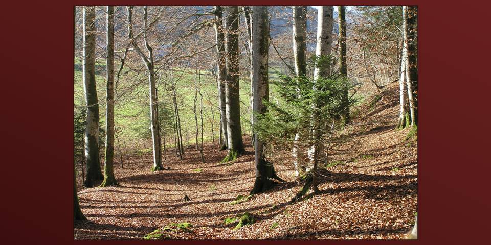 Autumn 2 photo by Michele Szekely