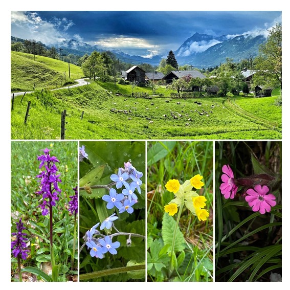 Bemont et Fleurs des champs