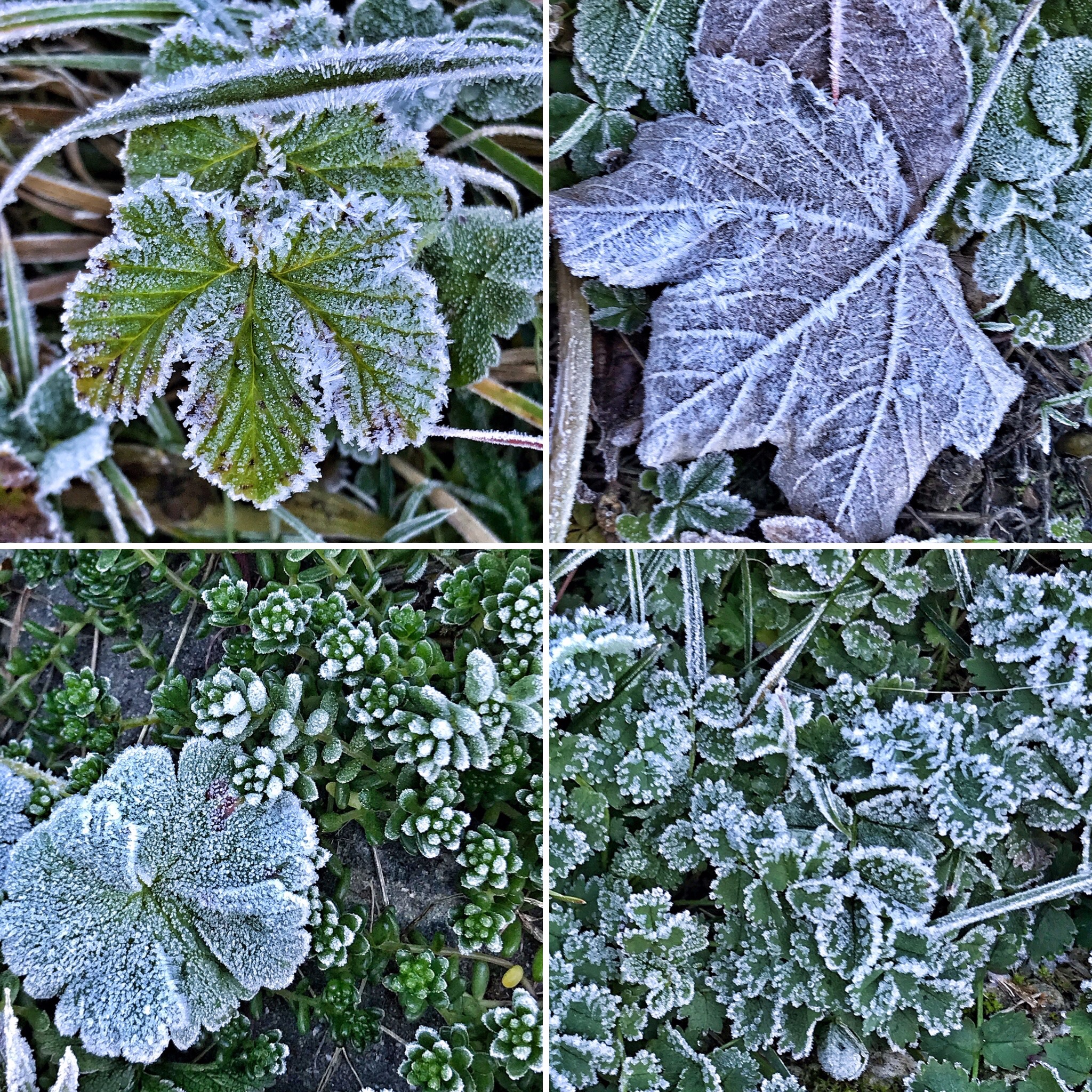 Frosted leaves in Winter