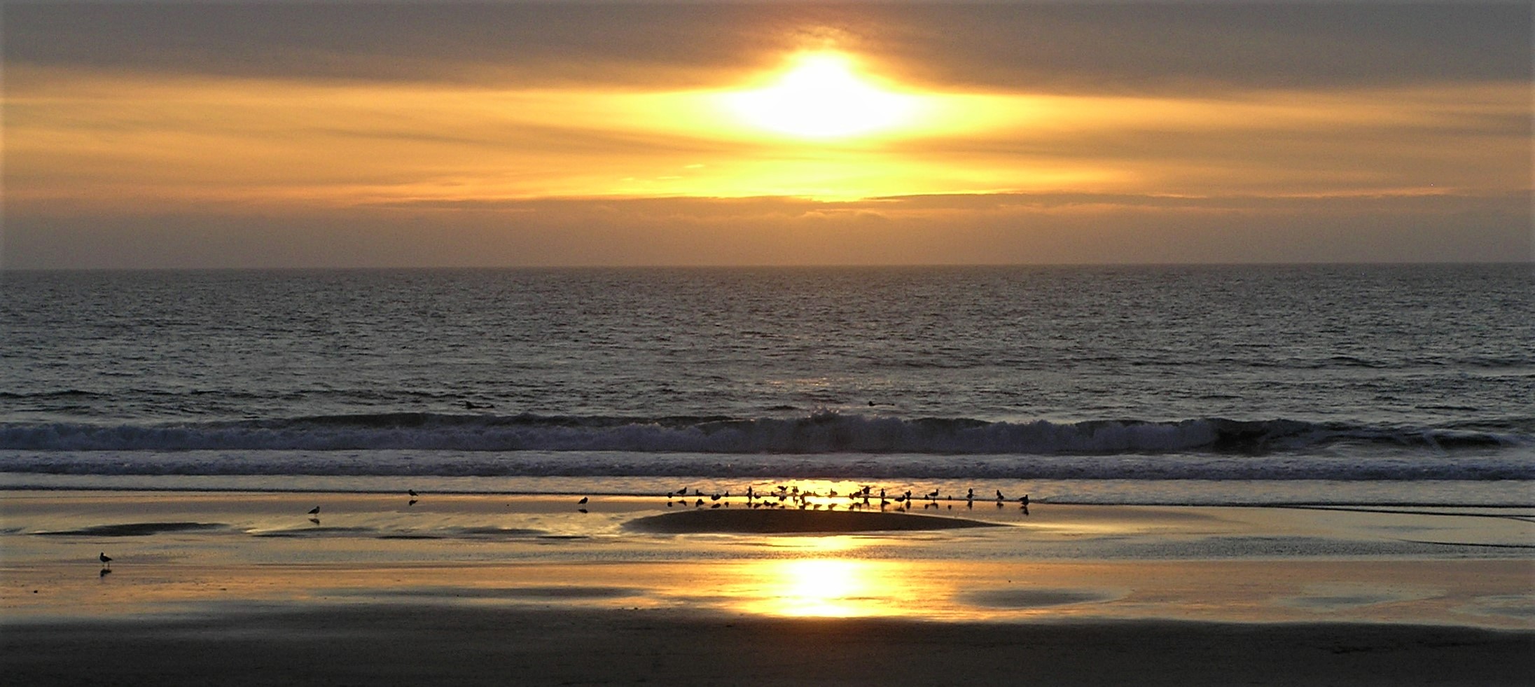 Little birds on Ocean Beach